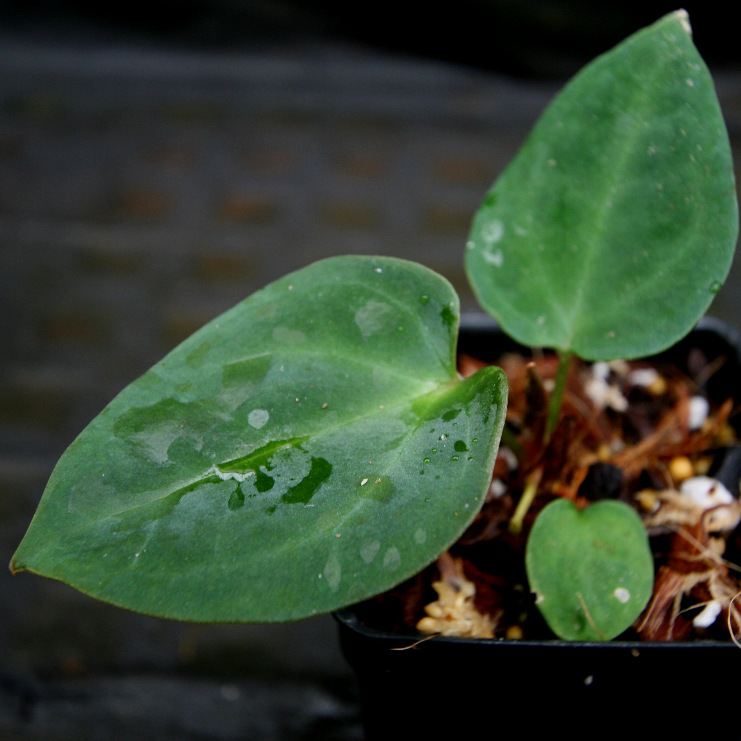 Anthurium forgetii Dark x papillilaminum SC2, CAR-0274 – Carnivero