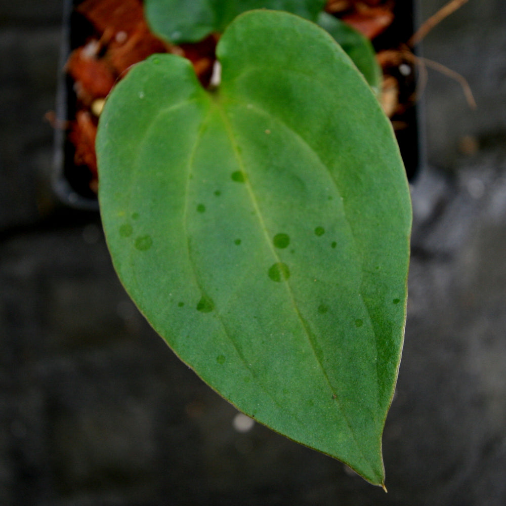 Anthurium papillilaminum