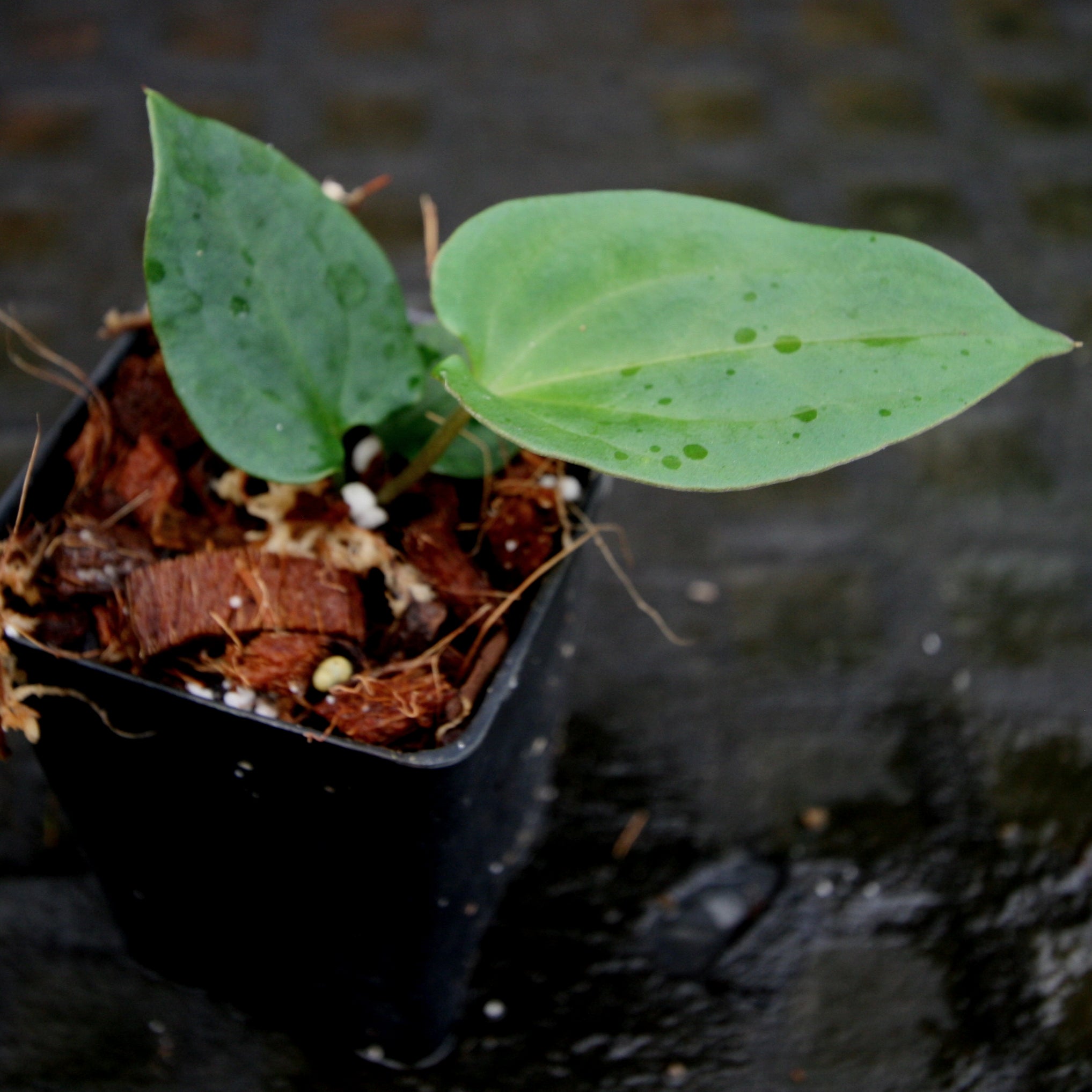 Anthurium papillilaminum – Carnivero