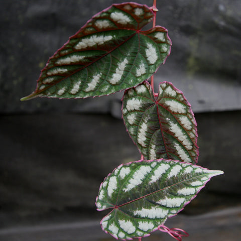 Vining Cissus discolor leaves with green and white variegation and pink edges.