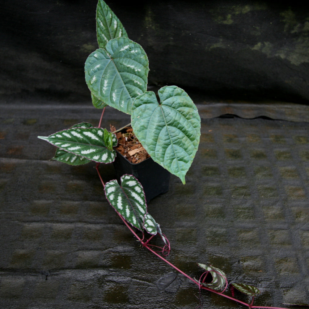 
                      
                        Cissus discolor
                      
                    