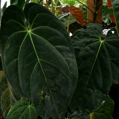 Anthurium forgetii Dark x papillilaminum SC2 with large dark green leaves and bright lime venation