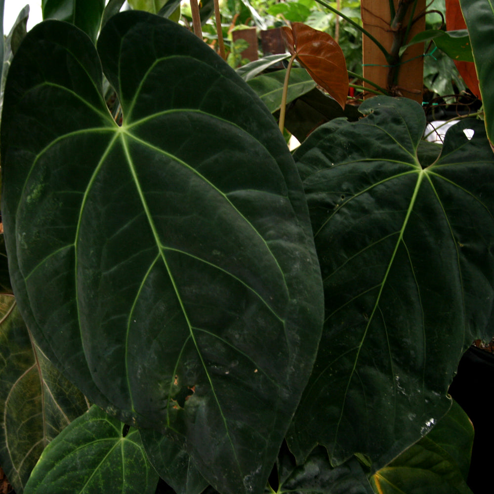 anthurium pyriforme Anthurium forgetii Dark x papillilaminum SC2, CAR-0274 – Carnivero