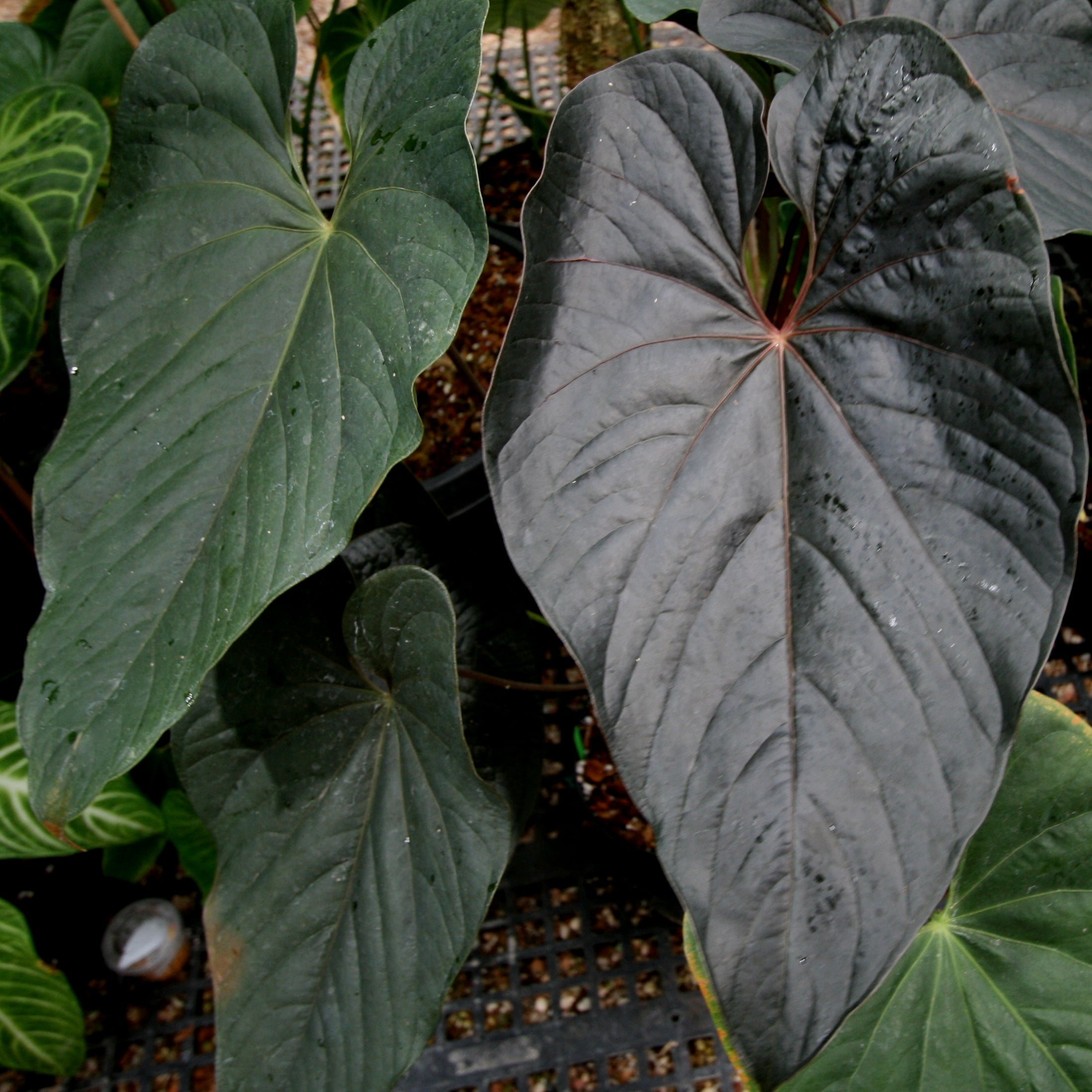 Anthurium moodeanum, CAR-0275 – Carnivero