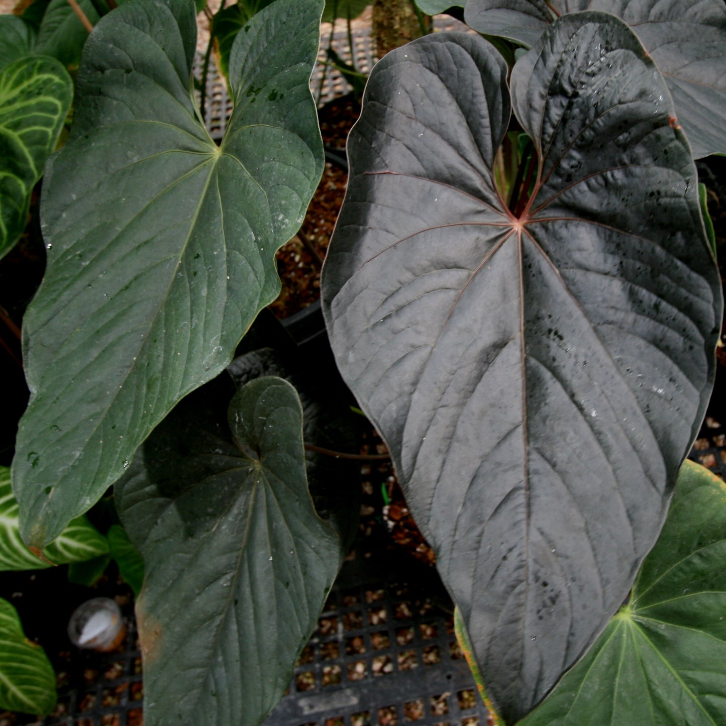 Anthurium moodeanum, CAR-0275