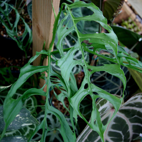 Monstera obliqua sp Peru plant with heavily perforated fenestrated leaves on a slender stem
