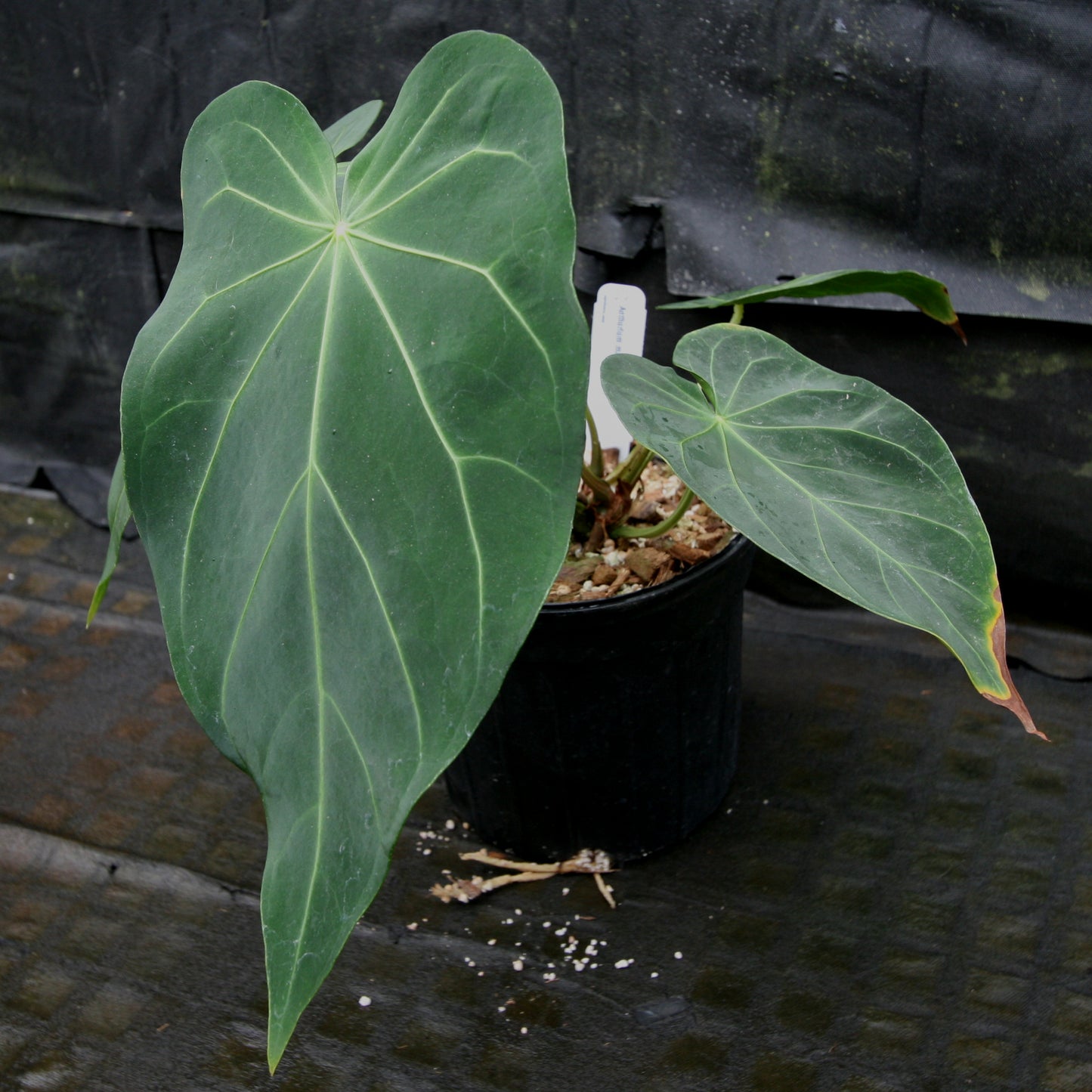 anthurium large leaves Anthurium magnificum
