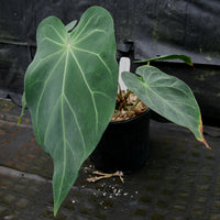 Anthurium magnificum - Exact Plant