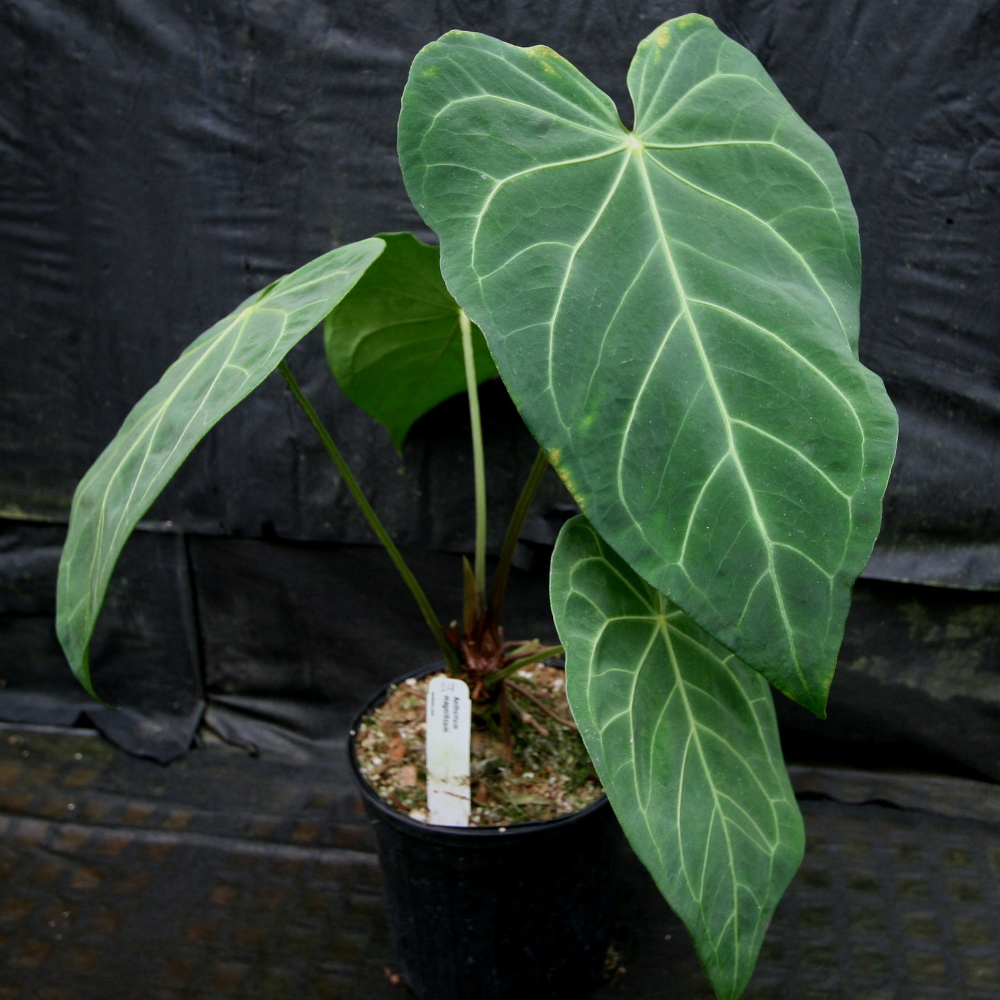 anthurium magnificum common name Anthurium magnificum