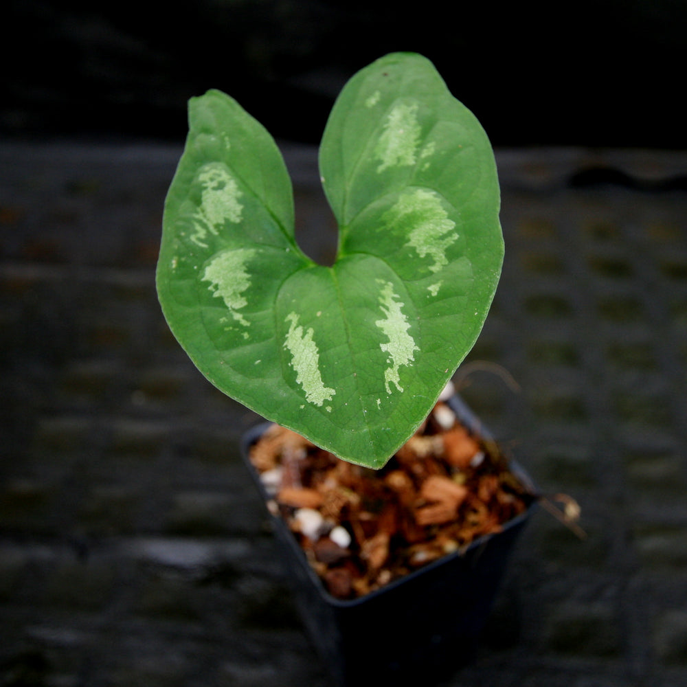 
                      
                        Ulearum donburnsii
                      
                    