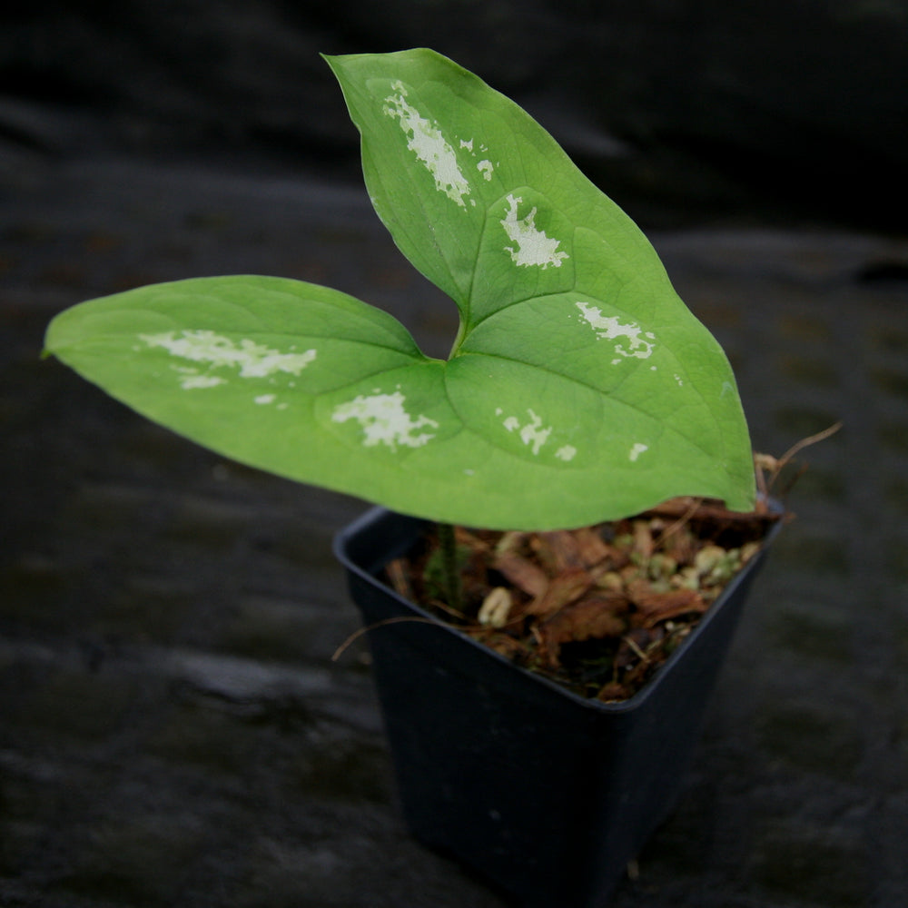 
                      
                        Ulearum donburnsii
                      
                    