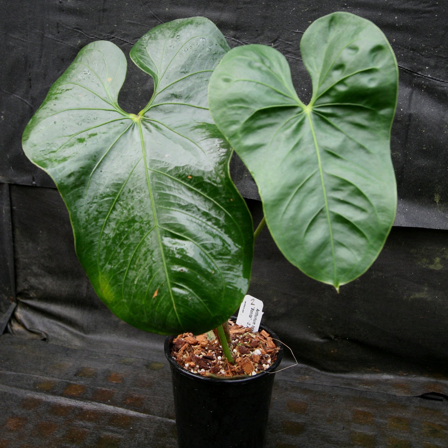 anthurium bellanca Anthurium folsomanium 'Bonita' – Carnivero