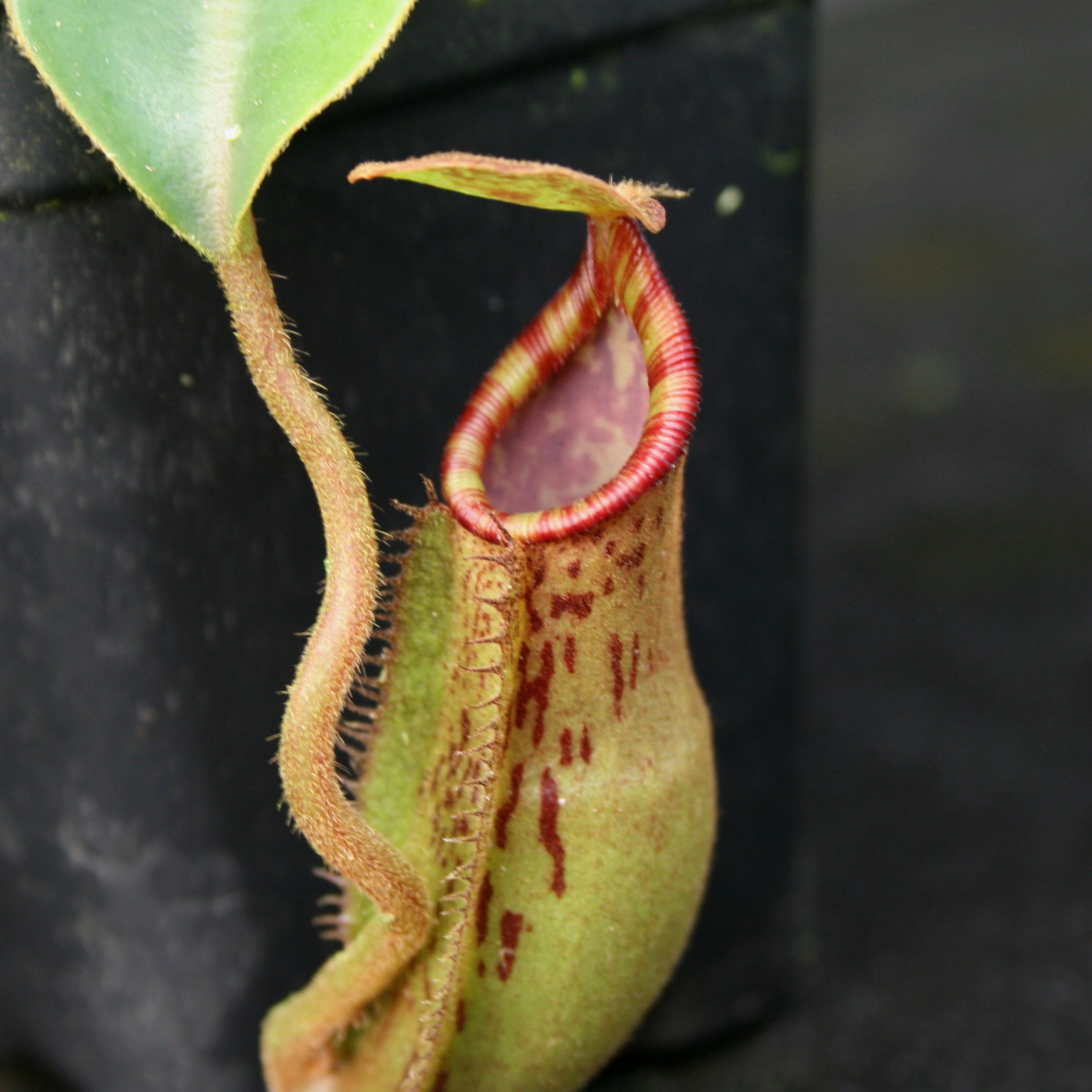 Nepenthes (spathulata x lowii) x [(lowii x veitchii) x boschiana