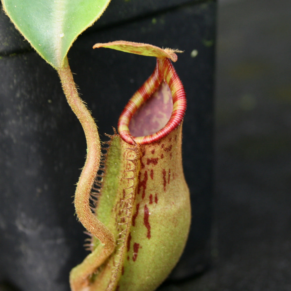 
                      
                        Nepenthes (spathulata x lowii) x [(lowii x veitchii) x boschiana] "Queens Collar", CAR-0159
                      
                    