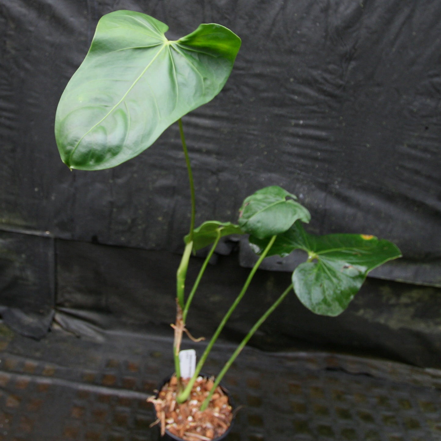 anthurium cf gymnopus Anthurium folsomanium 'Bonita' – Carnivero