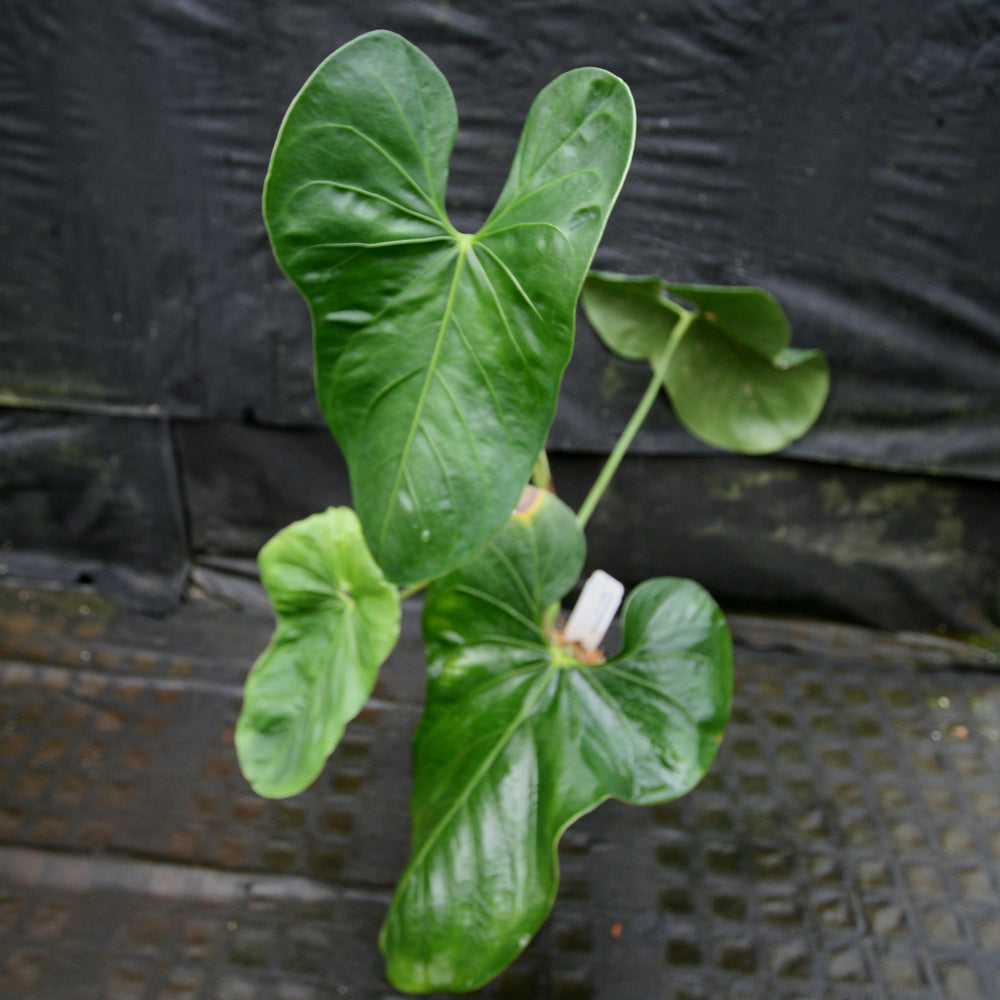 anthurium macrolobium Anthurium folsomanium 'Bonita' – Carnivero
