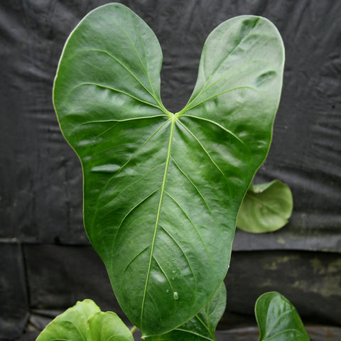 Glossy green heart-shaped leaf from Anthurium folsomanium Bonita