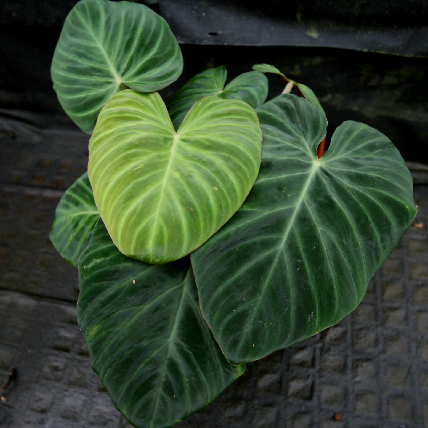 philodendron corcovadensis Philodendron verrucosum "Queen of Hearts" (Tico Blues) – Carnivero