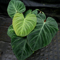 Philodendron verrucosum "Queen of Hearts" (Tico Blues)