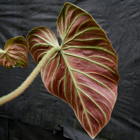 Philodendron verrucosum Queen of Hearts leaf close-up shows a large burgundy leaf with pale green veins.