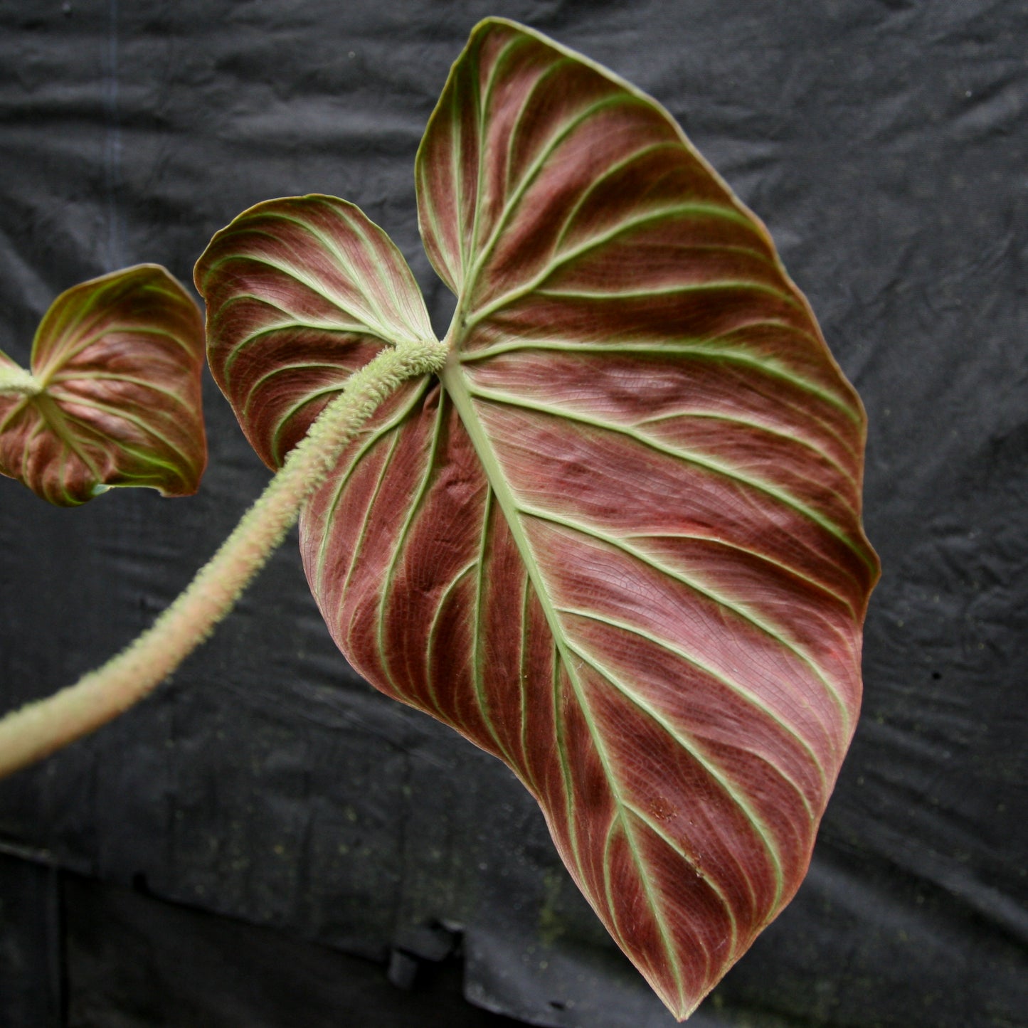 queen philodendron Philodendron verrucosum "Queen of Hearts" (Tico Blues) – Carnivero