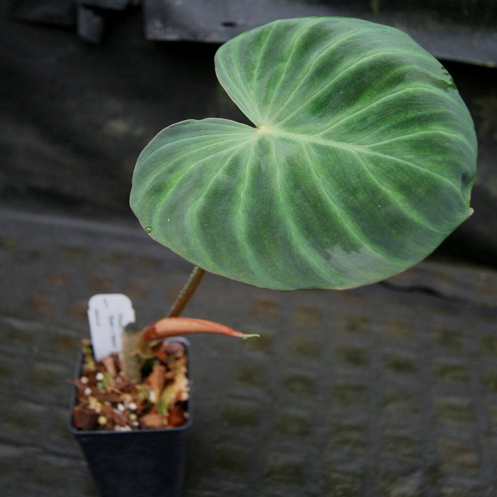 
                      
                        Philodendron verrucosum "Queen of Hearts" (Tico Blues)
                      
                    