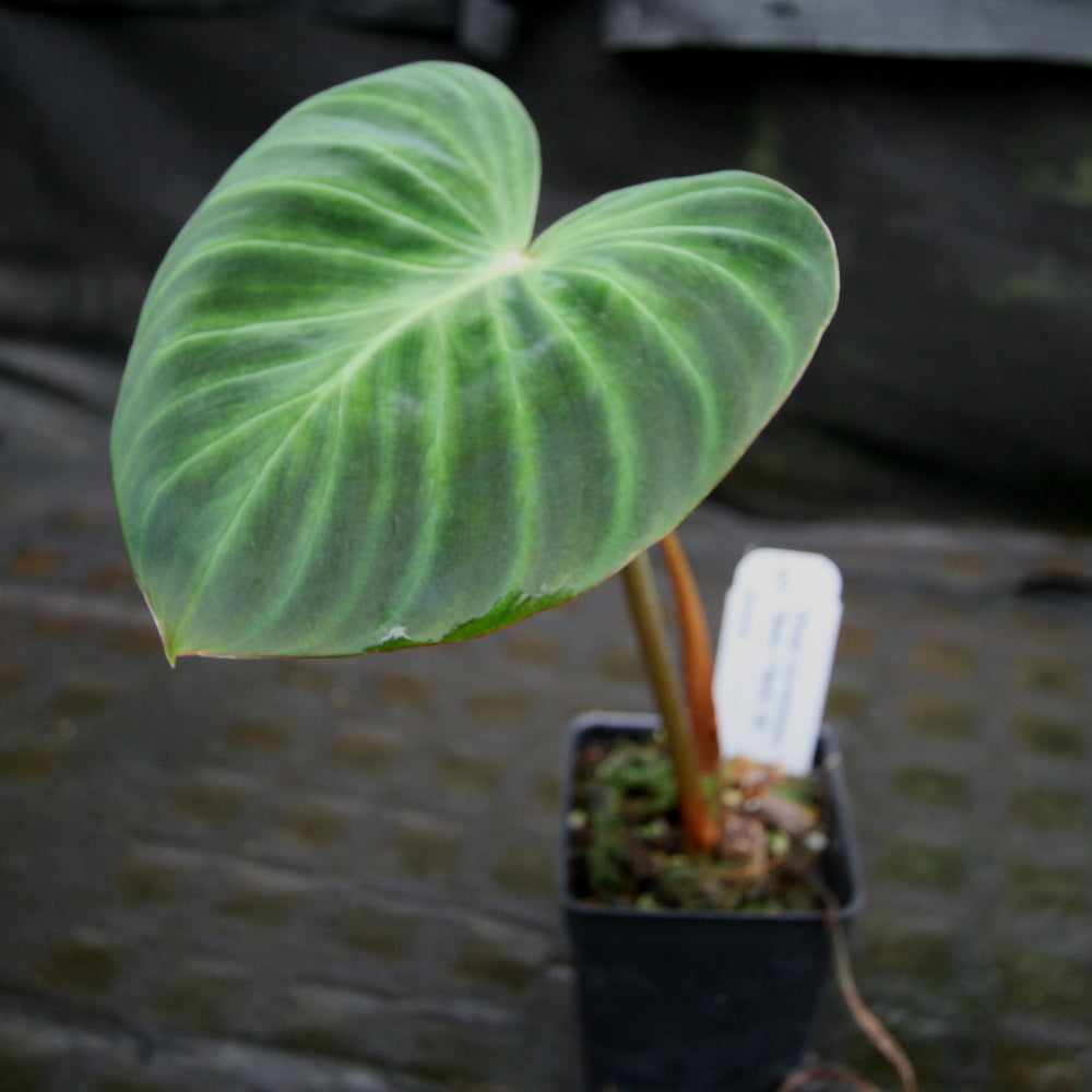 
                      
                        Philodendron verrucosum "Queen of Hearts" (Tico Blues)
                      
                    