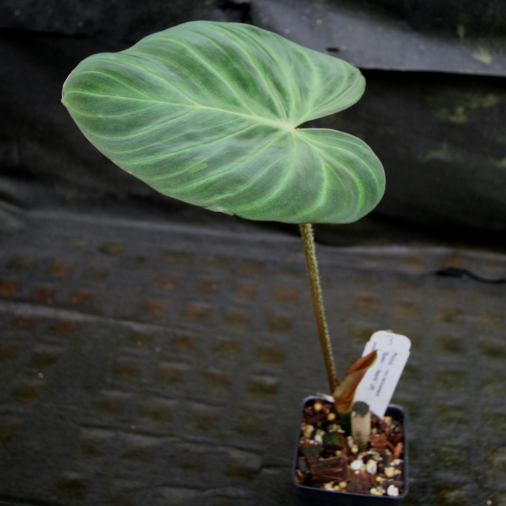 
                      
                        Philodendron verrucosum "Queen of Hearts" (Tico Blues)
                      
                    