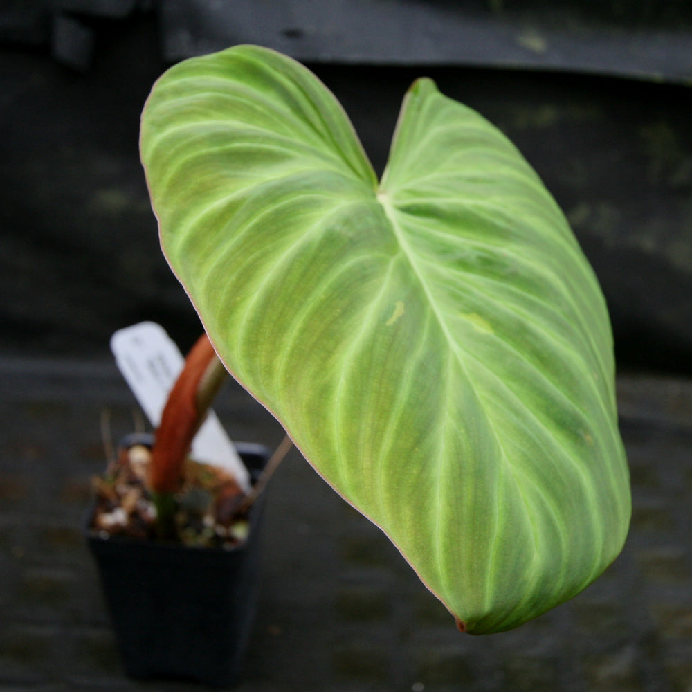 
                      
                        Philodendron verrucosum "Queen of Hearts" (Tico Blues)
                      
                    