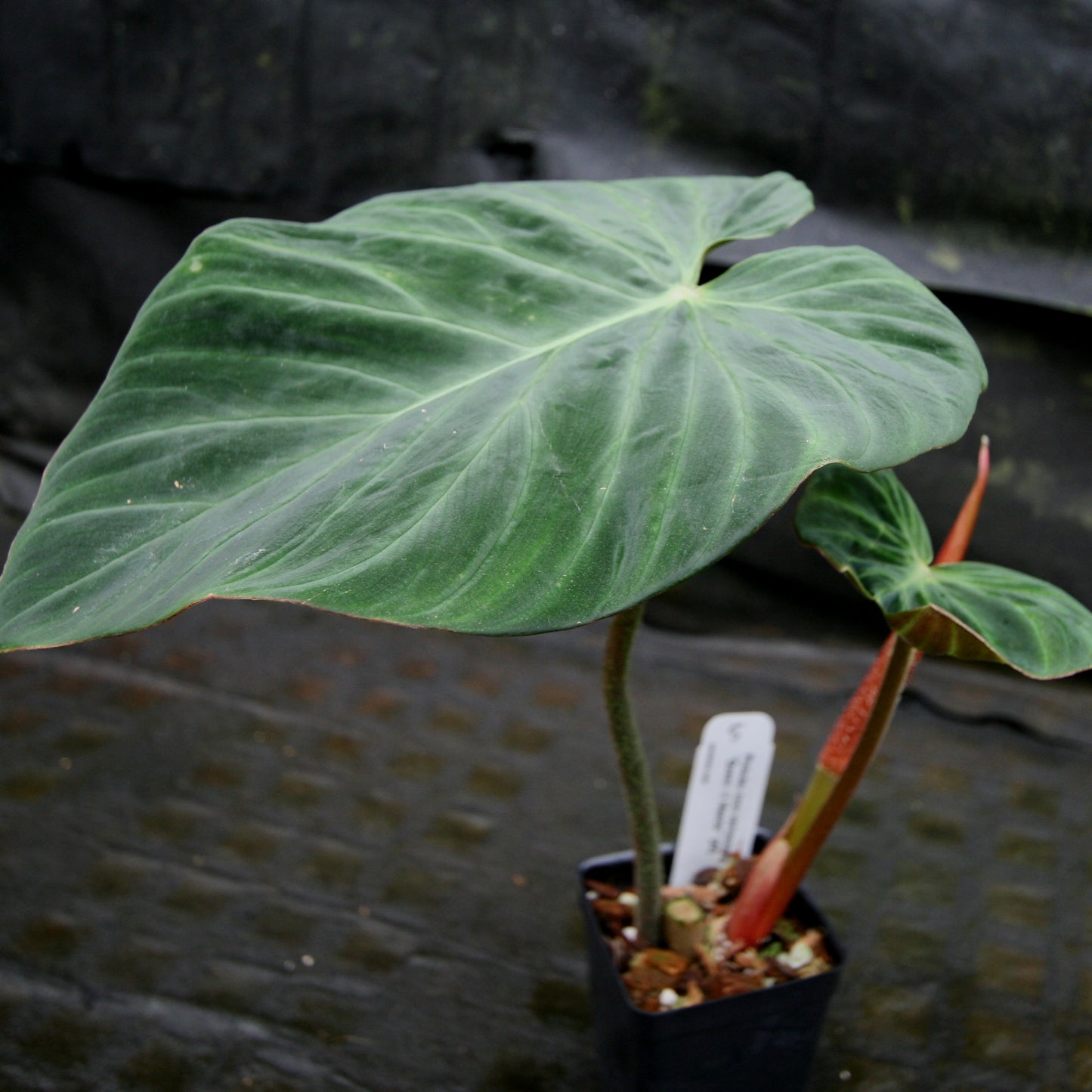 philodendron andreanum x verrucosum Philodendron verrucosum "Queen of Hearts" (Tico Blues) – Carnivero