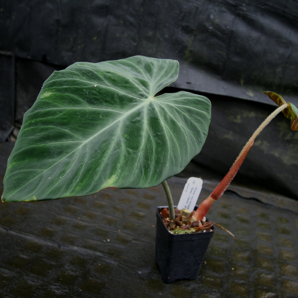 
                      
                        Philodendron verrucosum "Queen of Hearts" (Tico Blues)
                      
                    