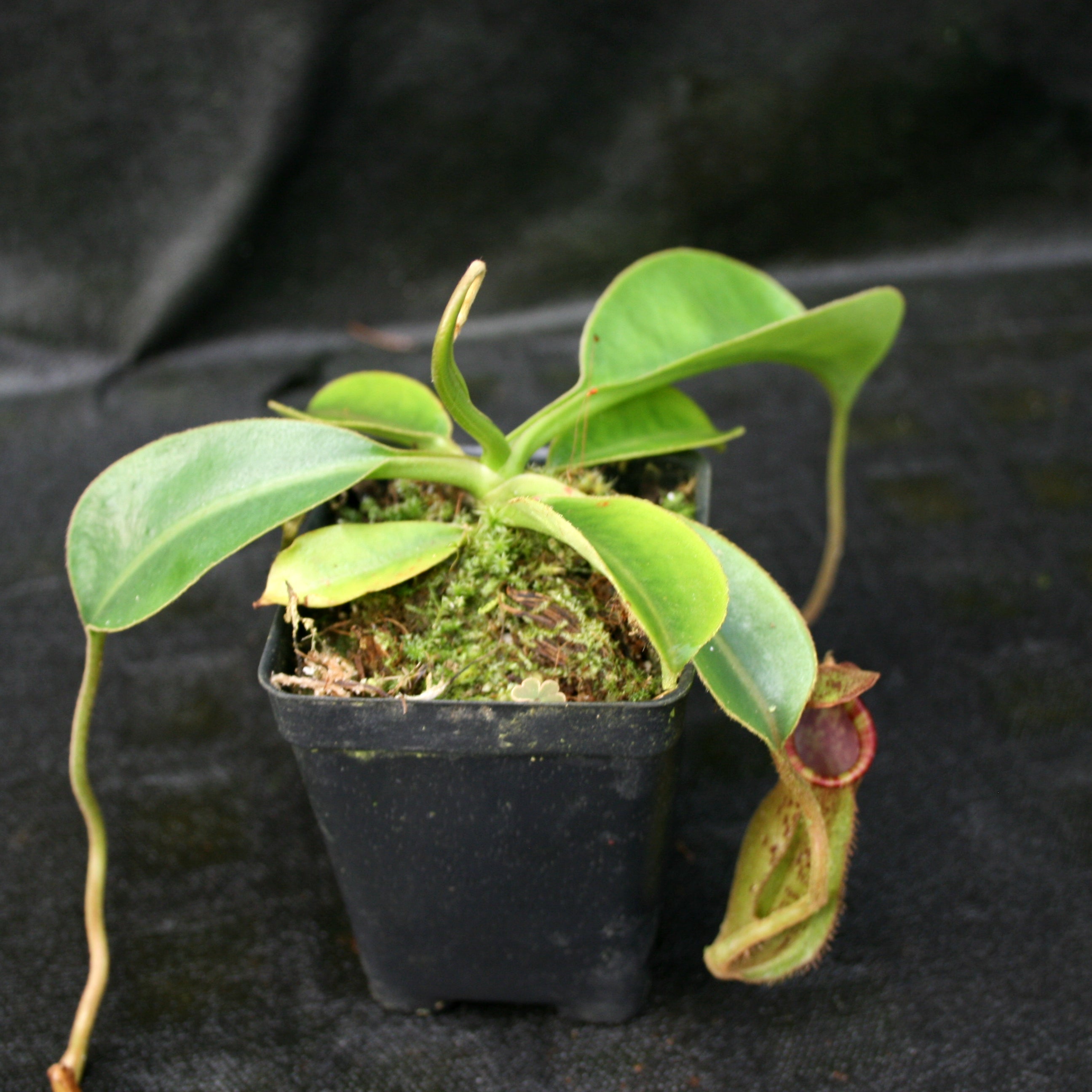 Nepenthes (spathulata x lowii) x [(lowii x veitchii) x boschiana