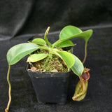 Nepenthes (spathulata x lowii) x [(lowii x veitchii) x boschiana] "Queens Collar", CAR-0159