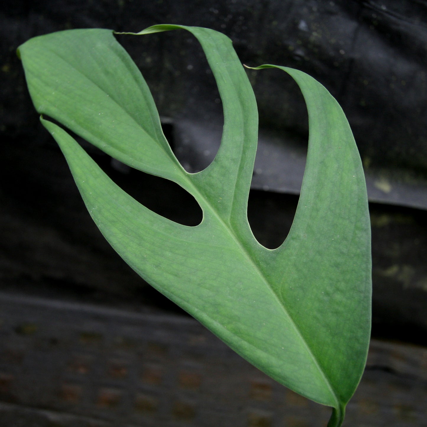 croc monstera Monstera croatii – Carnivero