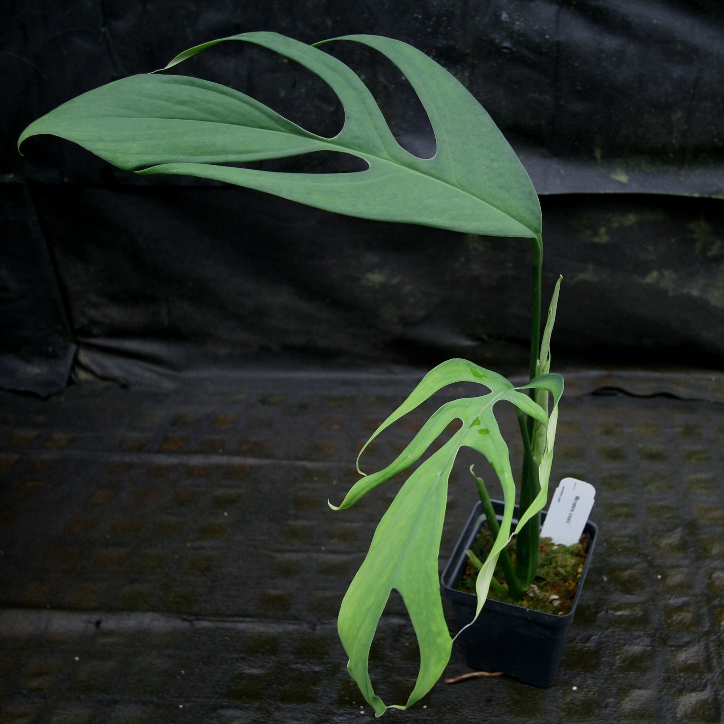 croc monstera Monstera croatii – Carnivero