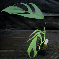 Monstera croatii