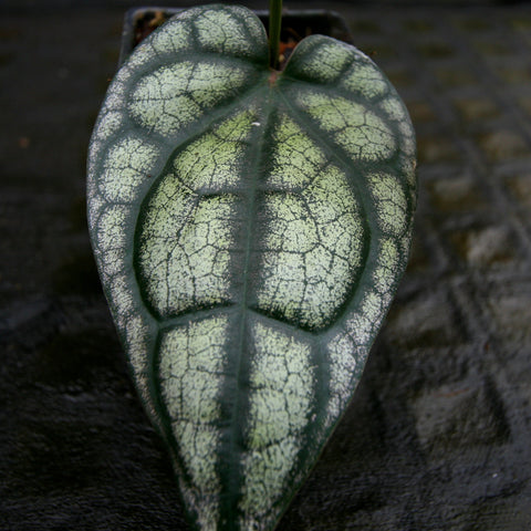 Close-up of a dark green leaf with pale cream marbling and strong veins.