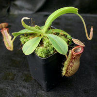 Nepenthes (spathulata x lowii) x [(lowii x veitchii) x boschiana] "Queens Collar", CAR-0159