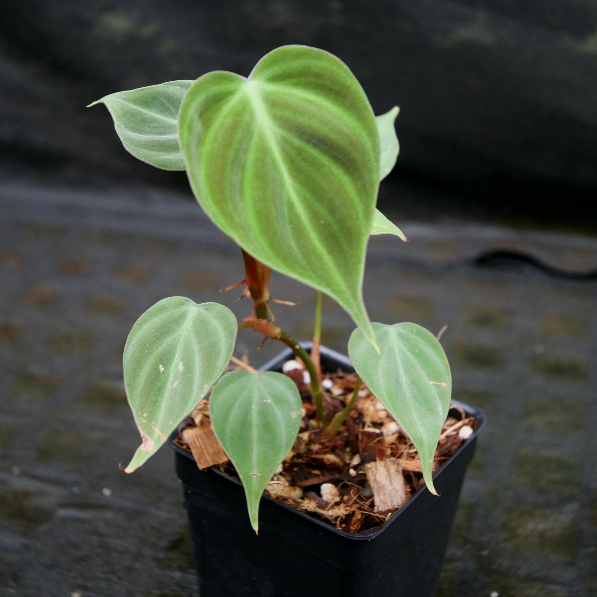 Philodendron rubrijuvenile (sp. El Choco Red)  Carnivero