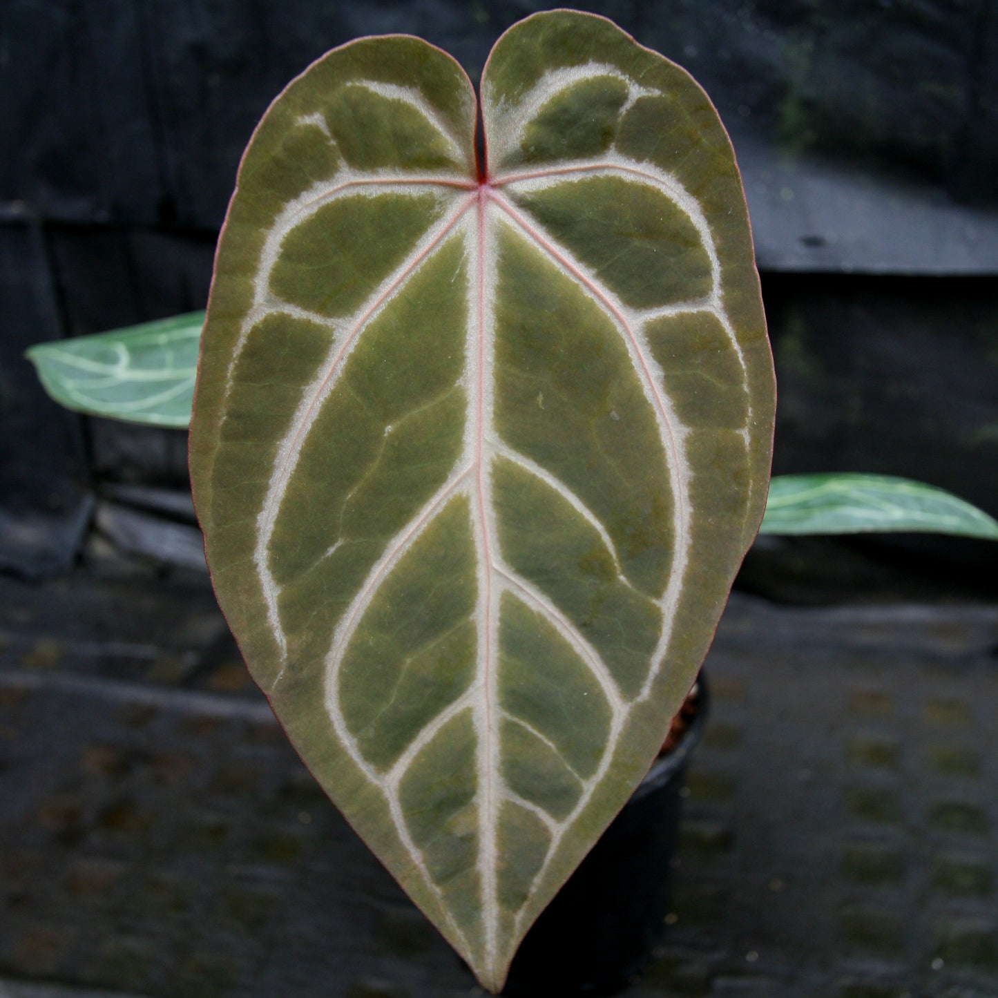 anthurium chrystalinum red stem Anthurium "Red Crystallinum" – Carnivero