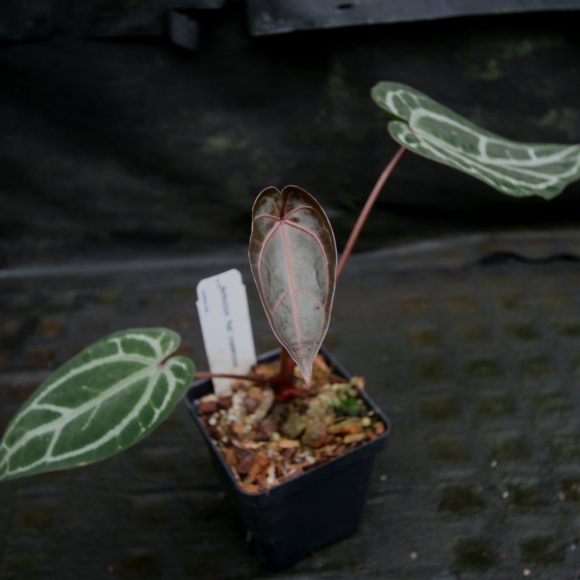 anthurium red stem Anthurium "Red Crystallinum" – Carnivero