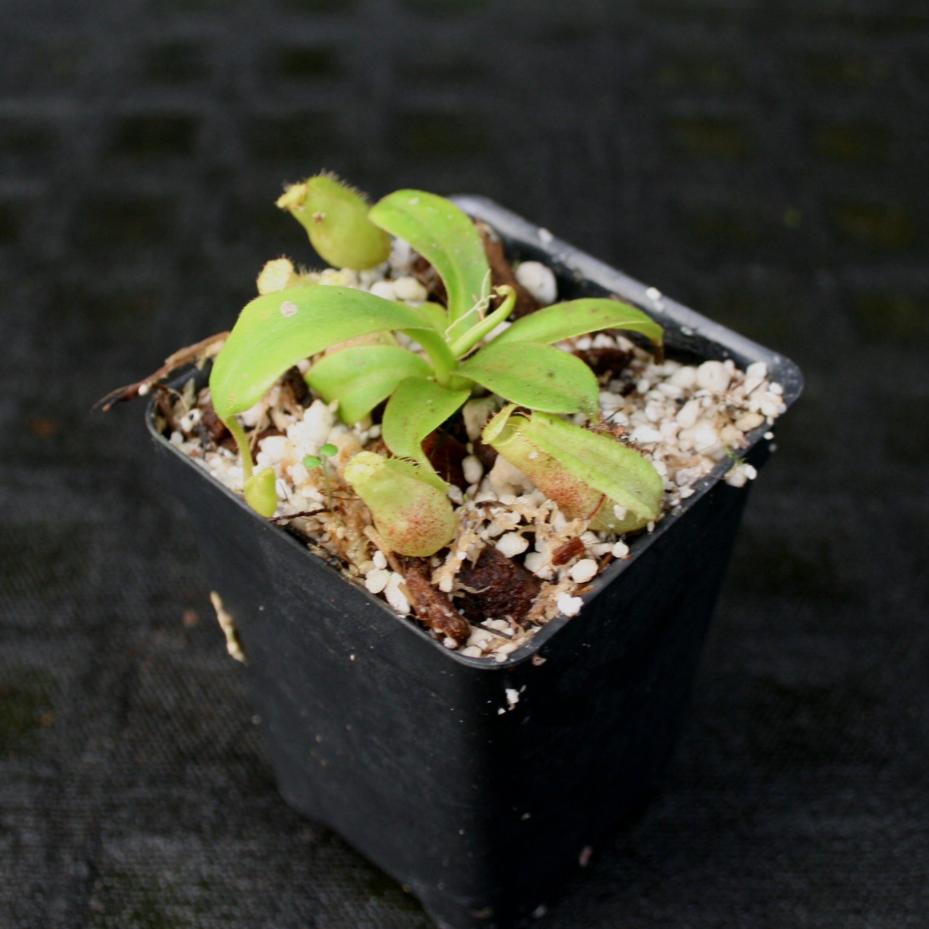 Nepenthes (spathulata x lowii) x [(lowii x veitchii) x boschiana