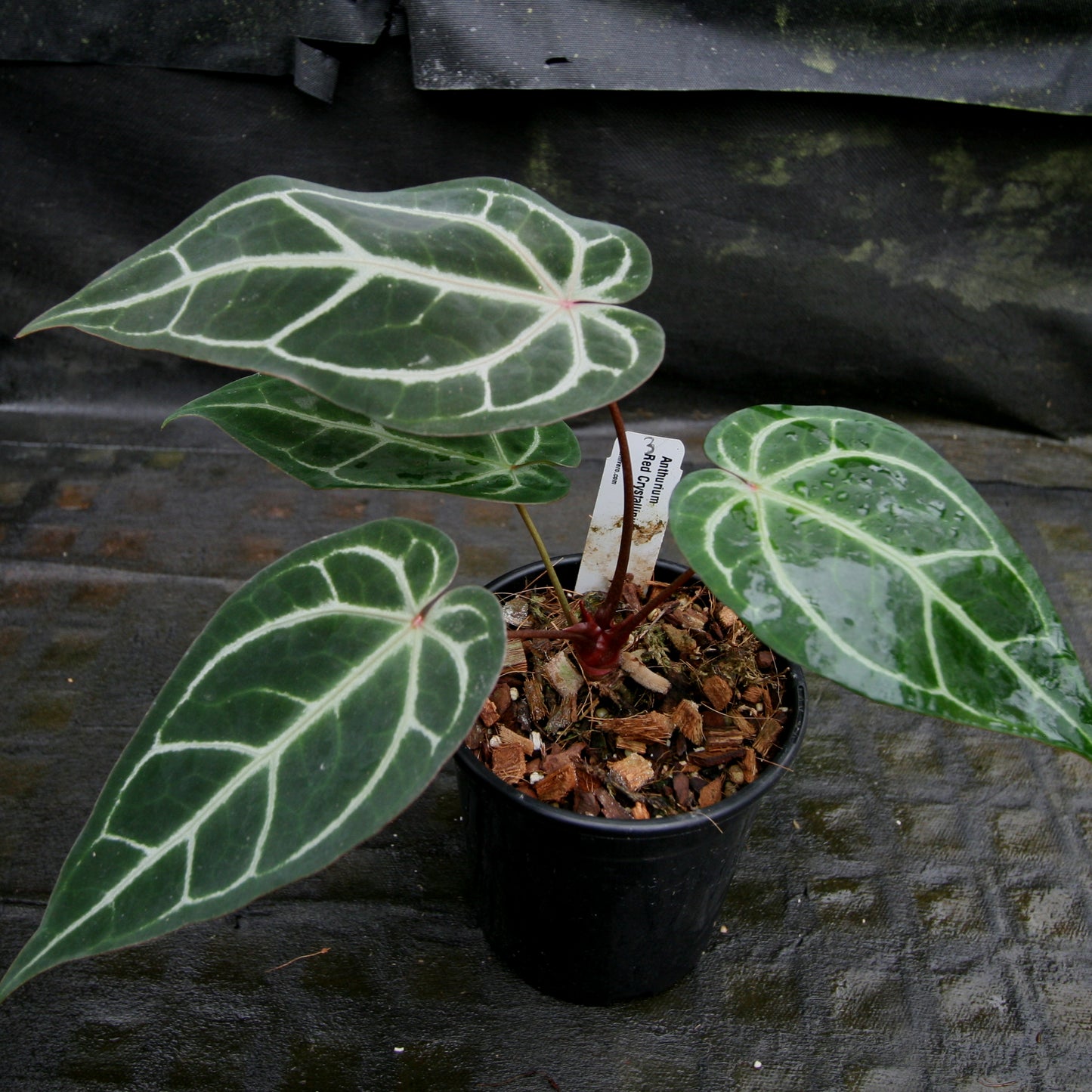 anthurium red crystallinum Anthurium "Red Crystallinum" – Carnivero