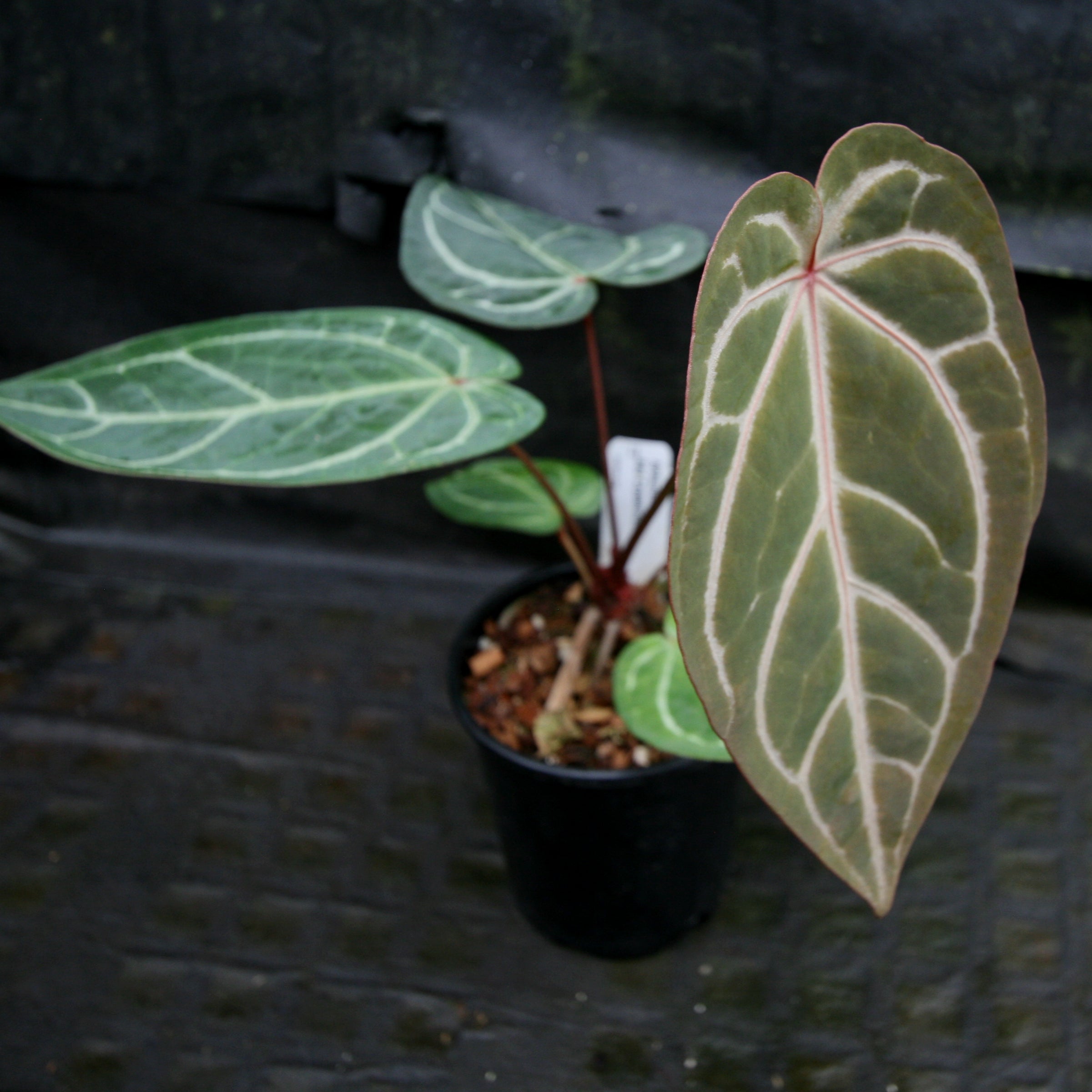 ア*レ様 Anthurium RVDP × Red Crystallinum ア*レ様 Anthurium RVDP ×