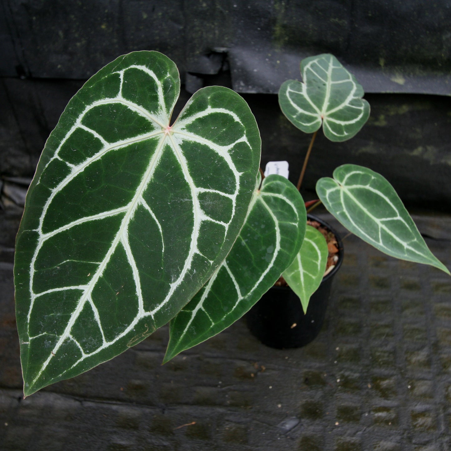 anthurium constanta Anthurium "Red Crystallinum" – Carnivero