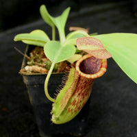 Nepenthes (spathulata x lowii) x  redonkulas, CAR-0160