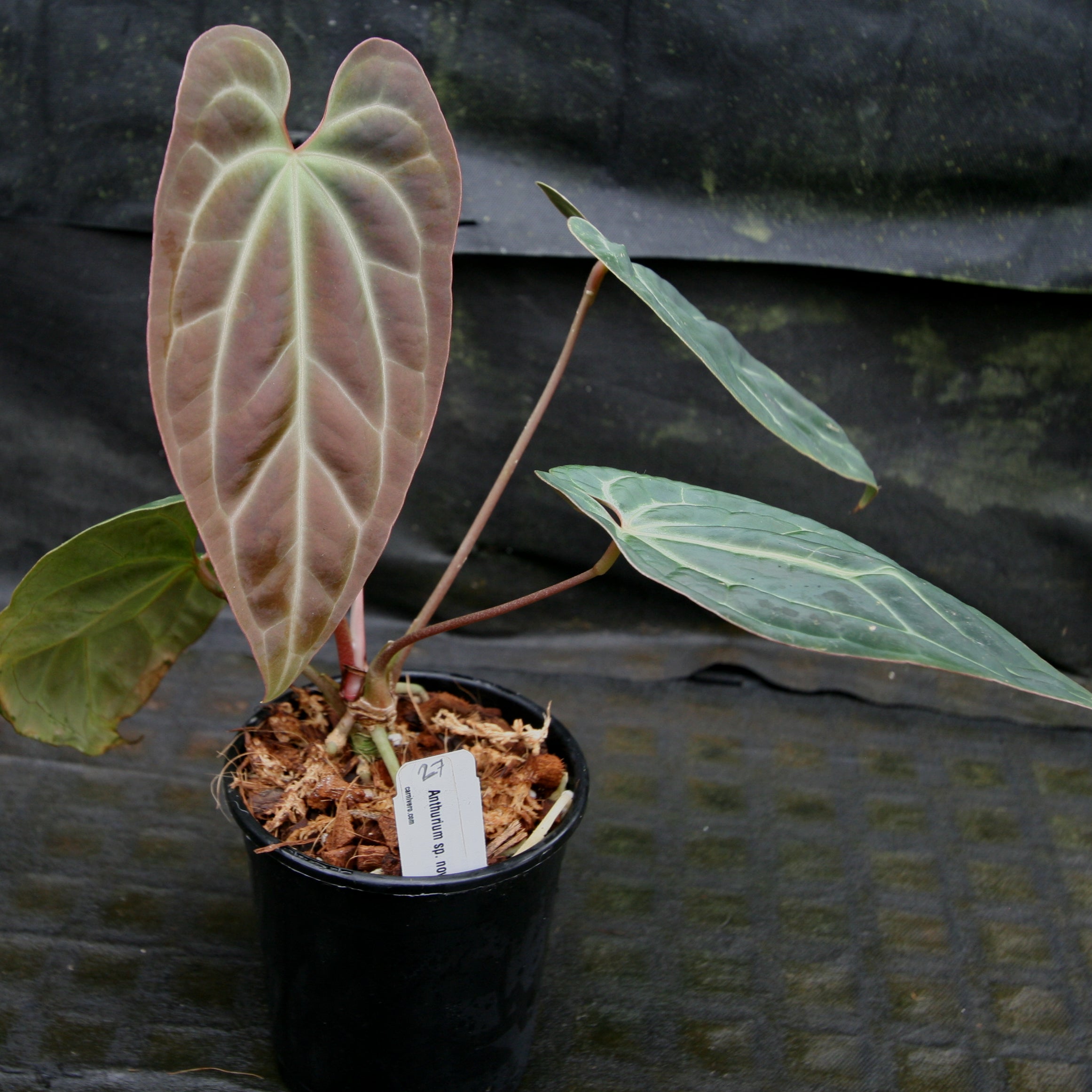 Anthurium sp. nov Darién (besseae aff.) – Carnivero