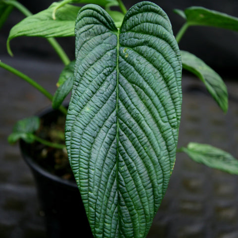 Close-up of a dark green Philodendron albovirescens leaf with heavy parallel veins