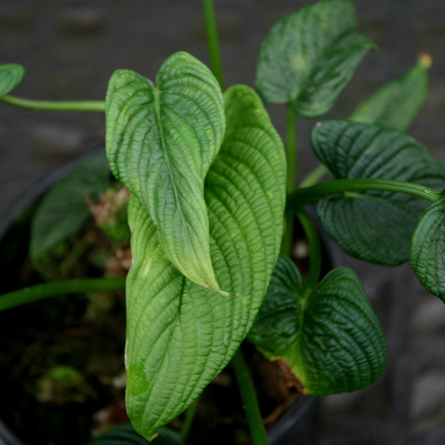 anthurium albovirescens Philodendron albovirescens – Carnivero