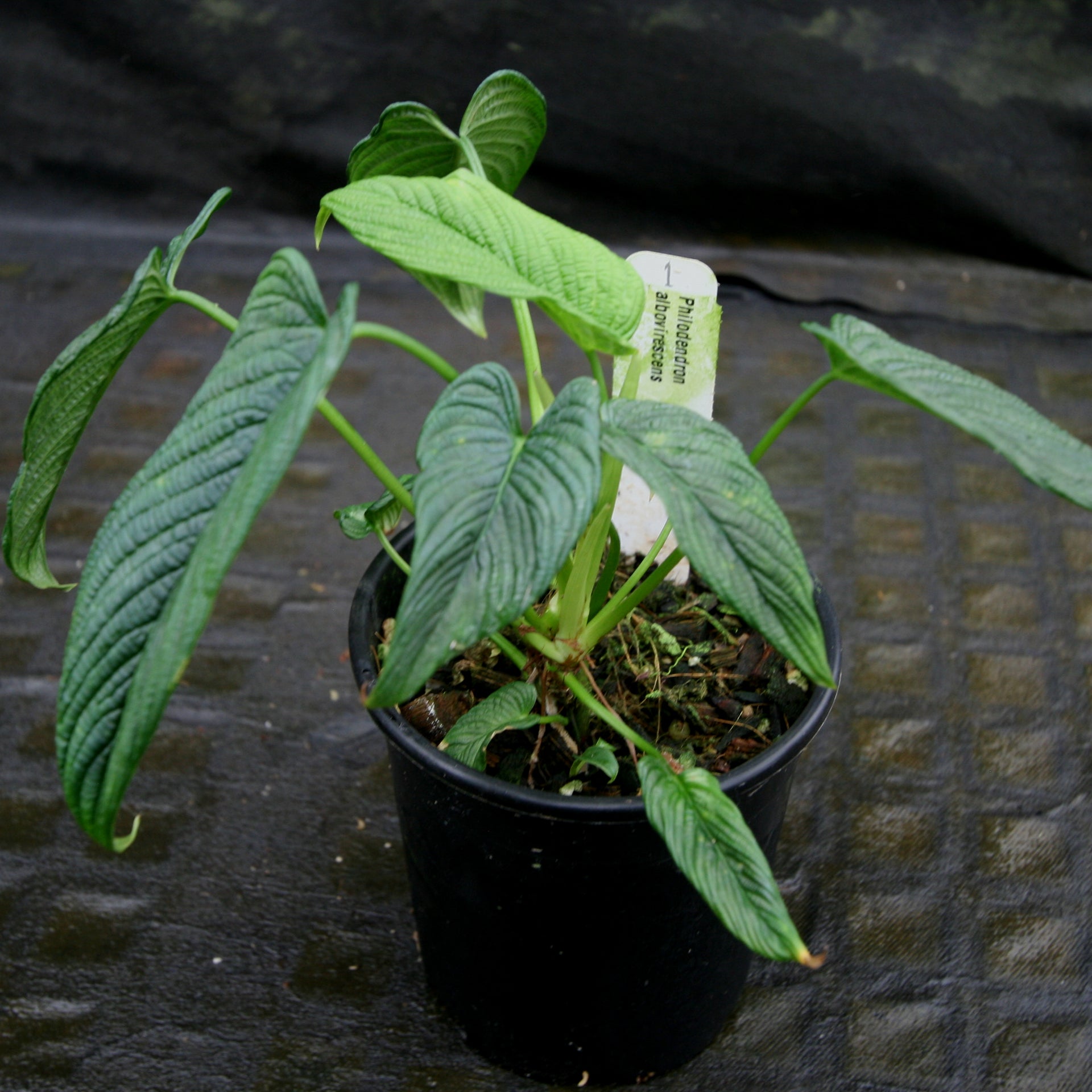 purple foliage house plants Purple Waffle Plant – Plant Detectives main image 1